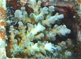 約15ヵ月齢　サンゴ種苗　イメージ